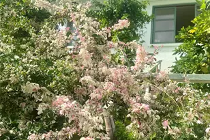 1245B Alewa Dr, Honolulu, HI 96817 - Photo 15