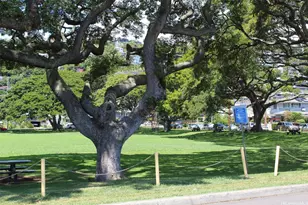 2361 Pauoa Rd, Honolulu, HI 96813 - Photo 13