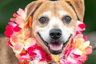 14 Aulike St, Kailua, HI 96734 - Photo 23