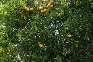 1310 Hoowali St, Pearl City, HI 96782 - Photo 13