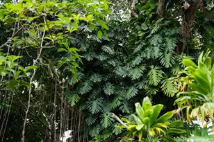 3242 Pelekane Dr, Honolulu, HI 96817 - Photo 19