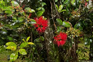 18-2274 Laulea Rd, Volcano, HI 96785 - Photo 15