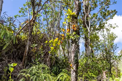 11-3259 * Road, Volcano, HI 96785 - Photo 15