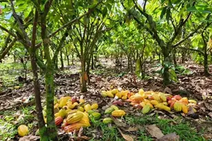 16-1774 40th Ave, Keaau, HI 96749 - Photo 1