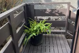 54 Hialoa St, Honolulu, HI 96817 - Photo 1