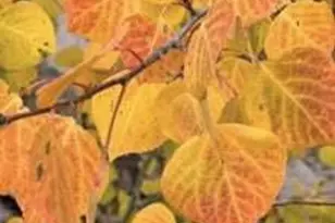 Lot #47 West Village Subdivision Eagle, Beaver, UT 84713 - Photo 1