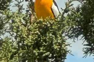 370 E Foothill Cir, Central, UT 84722 - Photo 33