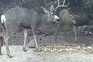 370 E Foothill Cir, Central, UT 84722 - Photo 37