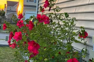 83 Zelkova Rd, Smyrna, DE 19977 - Photo 107