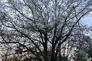 3994 Willow Grove Rd, Camden Wyoming, DE 19934 - Photo 7