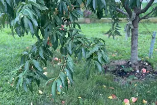 510 Cilantro Ct, Middletown, DE 19709 - Photo 45