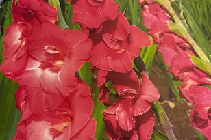 6 Bradley Cir, Middletown, DE 19709 - Photo 59