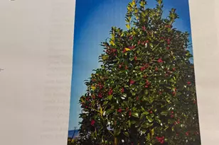 6 Bradley Cir, Middletown, DE 19709 - Photo 57