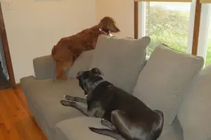 523 Ponderosa Dr, Bear, DE 19701 - Photo 29