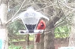 111 Ramunno Cir, Hockessin, DE 19707 - Photo 49