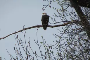 122 NE Isles Dr, North East, MD 21901 - Photo 35