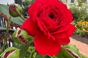 514 Prince St, Bordentown, NJ 08505 - Photo 39