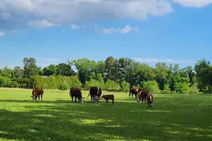 81 Old Deerfield Pike, Bridgeton, NJ 08302 - Photo 9