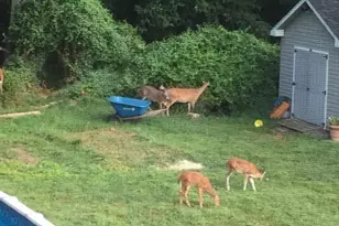 113 Parkview Rd, Stratford, NJ 08084 - Photo 33