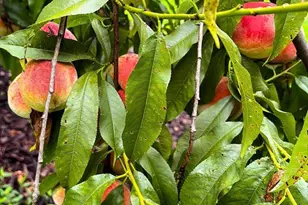 1069 Chews Landing, Laurel Springs, NJ 08021 - Photo 37