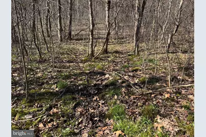 129+/- Acres Black Hollow Rd, Schellsburg, PA 15559 - Photo 33