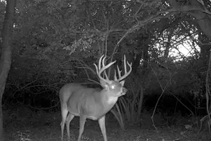 181 Fort Rd, Bernville, PA 19506 - Photo 43