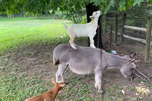 232 Wrights Rd, Newtown, PA 18940 - Photo 19