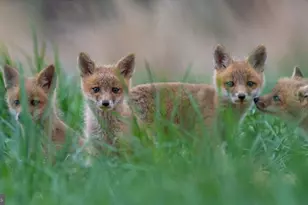 614 Graystones Jeras Rd Lot Hv-1, Albrightsville, PA 18210 - Photo 5