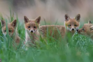 614 Graystones Jeras Rd Lot H-14, Albrightsville, PA 18210 - Photo 17