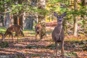 28 Skye Dr, Lake Harmony, PA 18624 - Photo 93