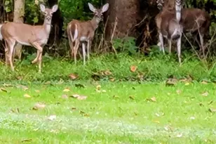 929 N Manor Rd, Honey Brook, PA 19344 - Photo 43