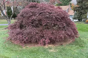 804 Plumtry Dr, West Chester, PA 19382 - Photo 7