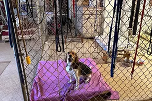 301 Corner Ketch Rd, Downingtown, PA 19335 - Photo 39