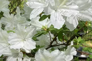 230 Jug Hollow Rd, Valley Forge, PA 19481 - Photo 57