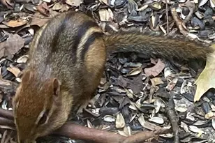 230 Jug Hollow Rd, Valley Forge, PA 19481 - Photo 33