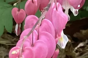 230 Jug Hollow Rd, Valley Forge, PA 19481 - Photo 45