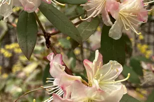 230 Jug Hollow Rd, Valley Forge, PA 19481 - Photo 59