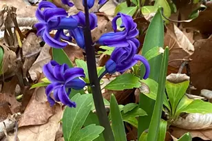 230 Jug Hollow Rd, Valley Forge, PA 19481 - Photo 31