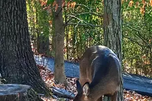 230 Jug Hollow Rd, Valley Forge, PA 19481 - Photo 35