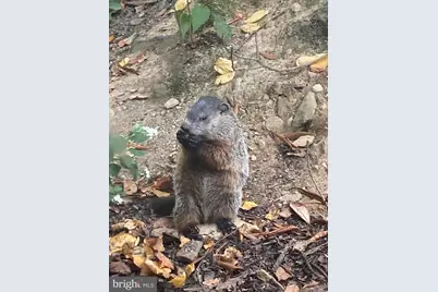 230 Jug Hollow Road, Valley Forge, PA 19481 - Photo 43