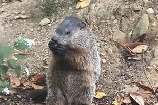 230 Jug Hollow Rd, Valley Forge, PA 19481 - Photo 43