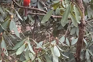 230 Jug Hollow Rd, Valley Forge, PA 19481 - Photo 37