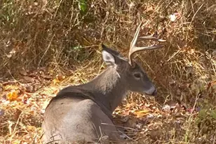 230 Jug Hollow Rd, Valley Forge, PA 19481 - Photo 47