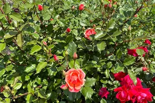 4061 Locust Ln, Harrisburg, PA 17109 - Photo 65