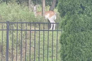 2705 Box Elder Ct, Harrisburg, PA 17112 - Photo 49