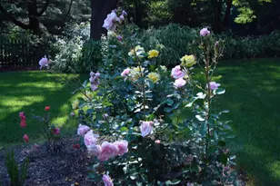 7 Todmorden Dr, Rose Valley, PA 19086 - Photo 37