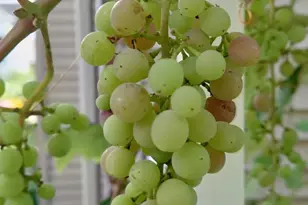 102 Rambler Rd, Glenolden, PA 19036 - Photo 33