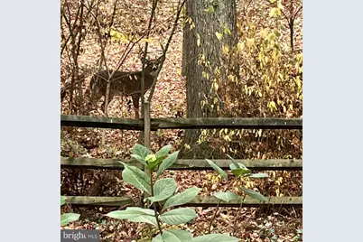 339 Plush Mill Road, Wallingford, PA 19086 - Photo 29