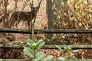 339 Plush Mill Rd, Wallingford, PA 19086 - Photo 29