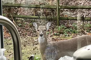 339 Plush Mill Rd, Wallingford, PA 19086 - Photo 23